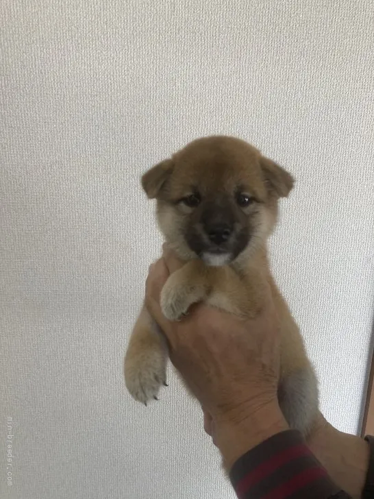 ID:2108-03243の子犬