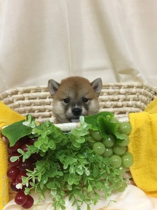 ID:1707-01480の子犬