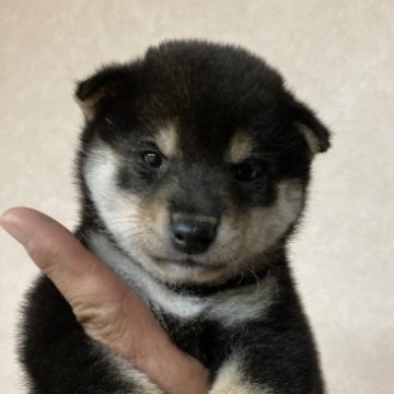 柴犬(豆柴)【大阪府・男の子・2023年9月12日・黒】の写真「優しく頼もしいお兄ちゃん」