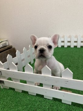 フレンチブルドッグ【大阪府・女の子・2022年2月25日・クリーム】の写真「可愛い元気遺伝子(2項目共)クリア。」