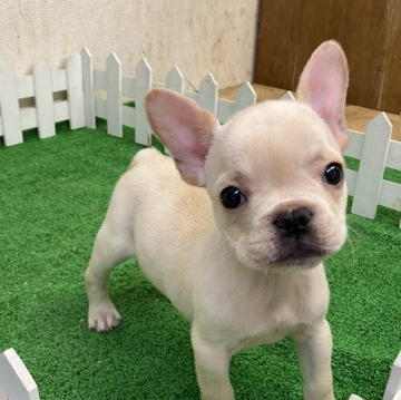 フレンチブルドッグ【大阪府・男の子・2022年8月29日・クリーム】の写真「お目めぱっちりの女の子みたいな男の子。」