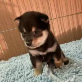 豆柴【大阪府・男の子・2023年9月12日・黒】の写真3