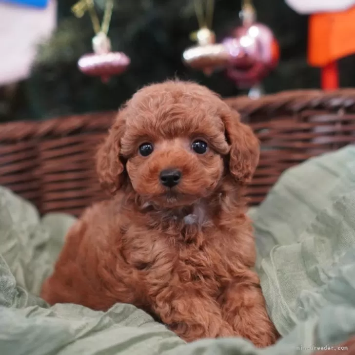 ID：2412-00543の子犬