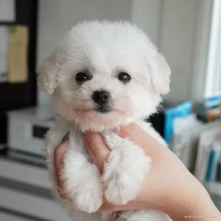ID:2508-05865の子犬