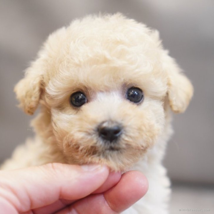 ブリーダー画像