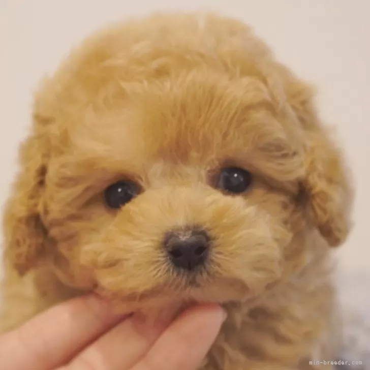 ID：2506-05059の子犬
