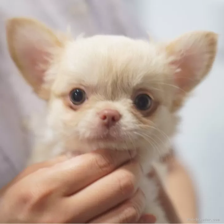 ID:2505-03213の子犬