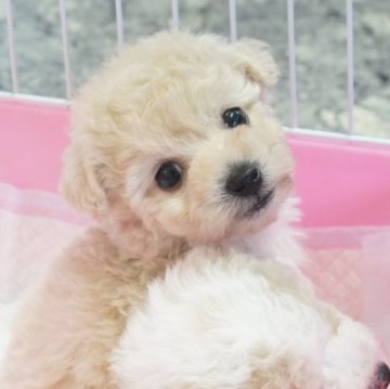 ビションプー(ビションフリーゼ×トイプードル)【三重県・女の子・2025年9月24日・カフェオレ】の写真「お目目のおっきい可愛い女の子＾＾」