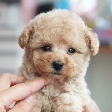 タイニープードル【三重県・男の子・2025年11月1日・オレンジフォーン】の写真「おっとりなお顔の男の子＾＾」