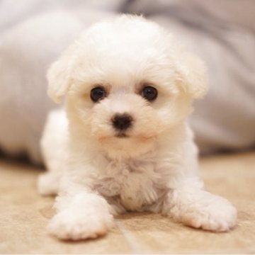 ビションフリーゼ【三重県・女の子・2025年10月10日・ホワイト】の写真「まあるいシルエット🫧お目目ぱっちり可愛いお顔の子」