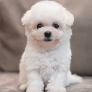 ビションフリーゼ【三重県・男の子・2025年9月12日・ホワイト】の写真「甘えん坊な男の子＾＾とても可愛いです」