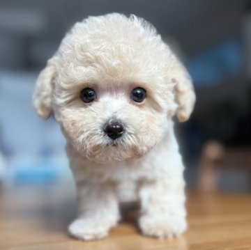 ビションプー(ビションフリーゼ×トイプードル)【三重県・男の子・2025年9月24日・カフェオレ】の写真「お目目の大きい男の子＾＾」