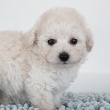 タイニープードル【三重県・男の子・2025年7月2日・ホワイト】の写真「もこもこ毛量🐑可愛い男の子です」