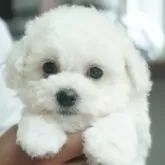 ビションフリーゼ【三重県・男の子・2025年3月23日・ホワイト】の写真1