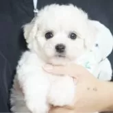 ビションフリーゼ