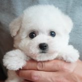 ビションフリーゼ