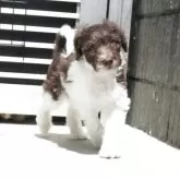 スタンダードプードル【三重県・女の子・2025年2月6日・ブラウン&ホワイト】の写真1「現在1.8kです。」