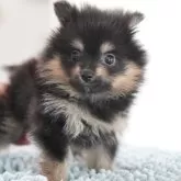 ポメラニアン