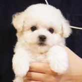 ビションフリーゼ