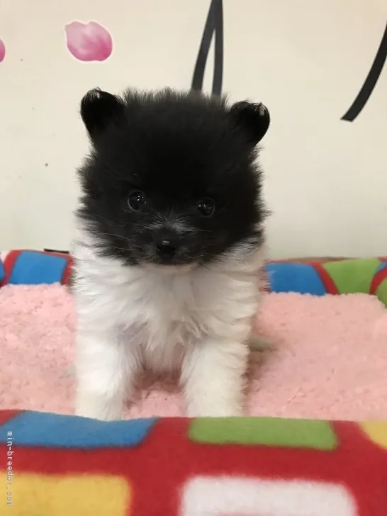 ID：1701-01186の子犬