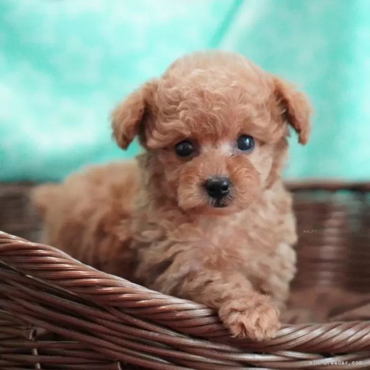 ID:2405-07027の子犬