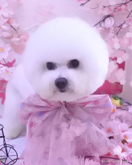 ビションフリーゼ【・女の子・2021年1月9日・ホワイト】