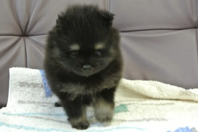 ID：1307-00157の子犬