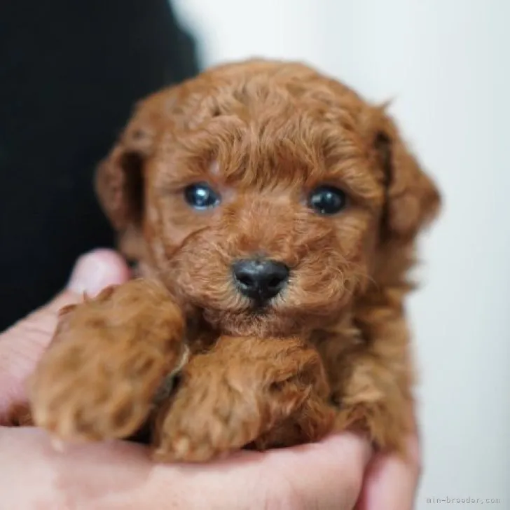 ID：2302-03572の子犬