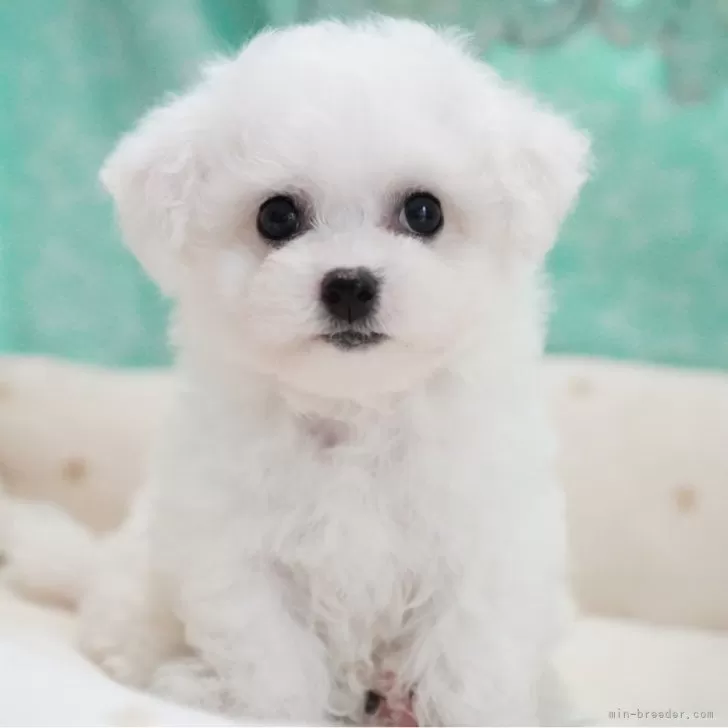 ID：2405-01668の子犬