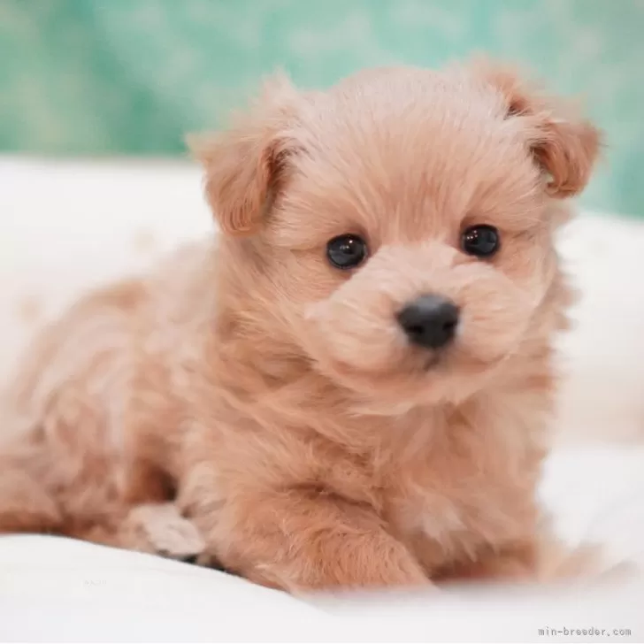 ID:2405-03671の子犬