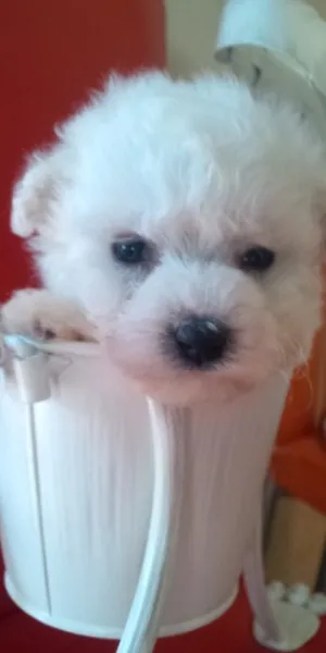 ID:1210-00207の子犬