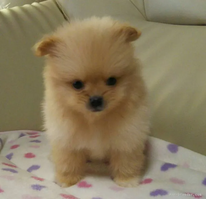 ID：1612-01126の子犬