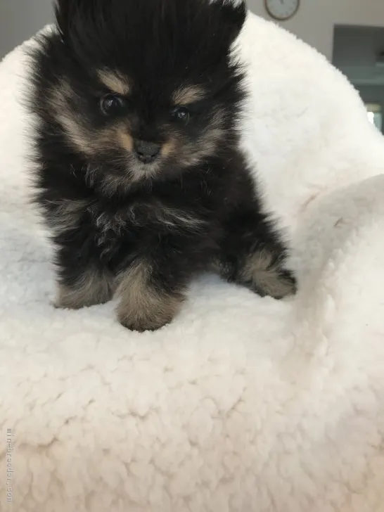 ID：1902-02923の子犬