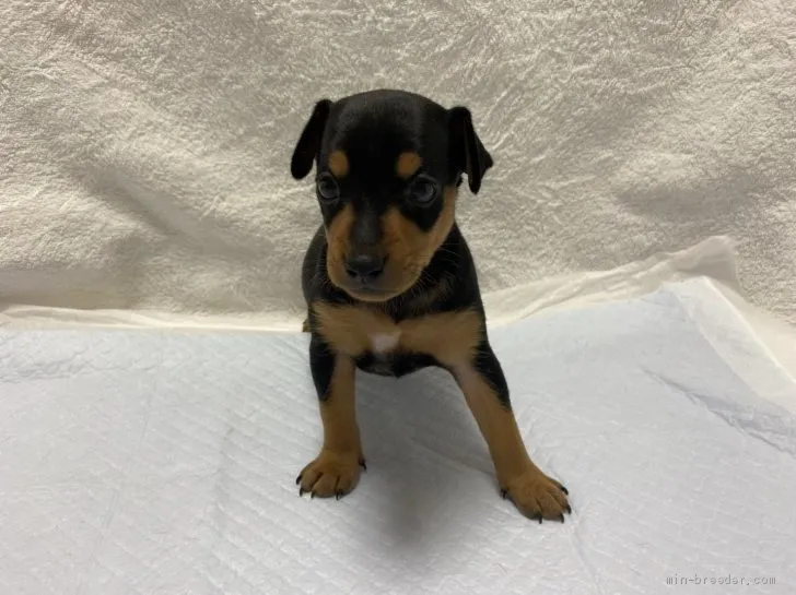 ID：2008-00102の子犬