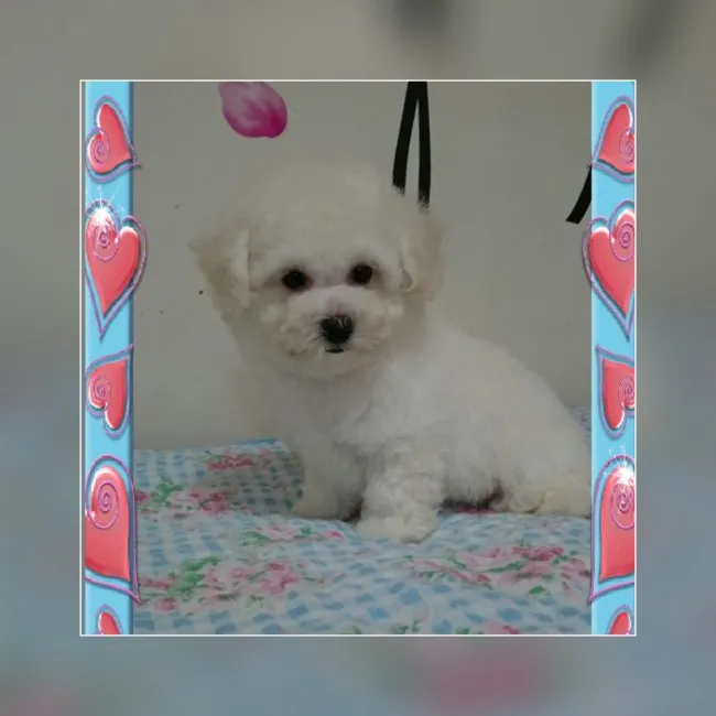 ID：1610-00186の子犬