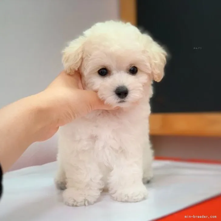 ID:2308-06471の子犬