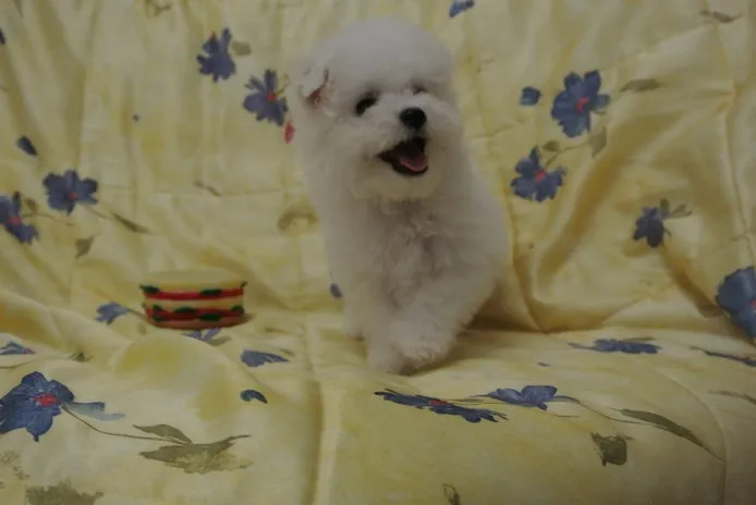ID：1305-00583の子犬