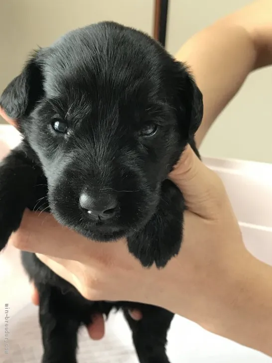 ID：1907-00586の子犬