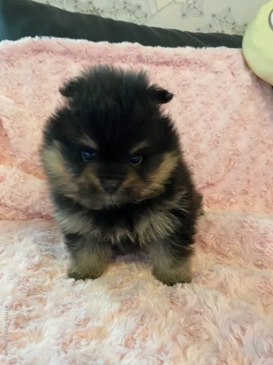 ID：2105-02679の子犬