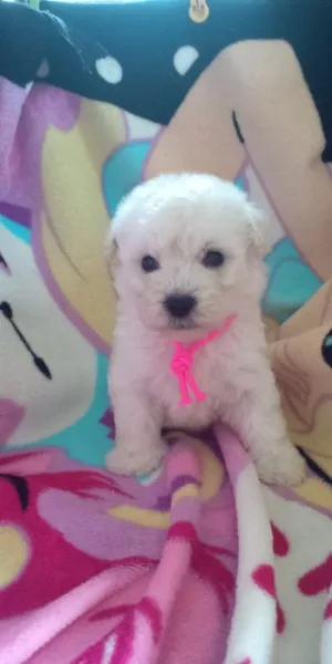 ID：1208-00385の子犬