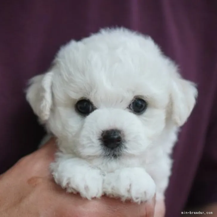 ID：2304-03443の子犬