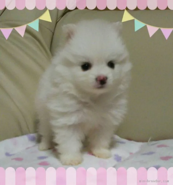 ID：1612-01125の子犬