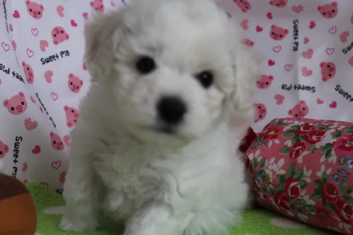 ID:1303-00217の子犬