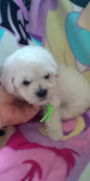 ID：1208-00384の子犬