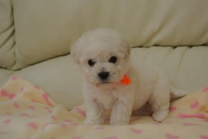 ID：1404-01146の子犬