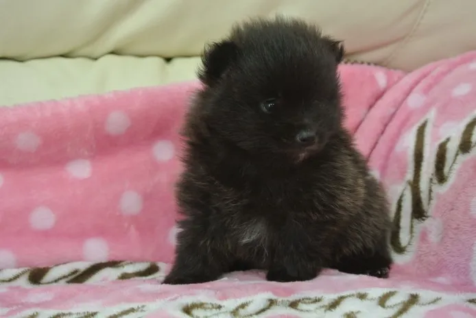 ID：1403-01165の子犬