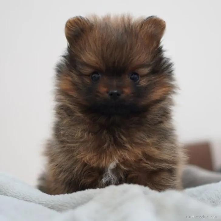 ID:2301-05107の子犬