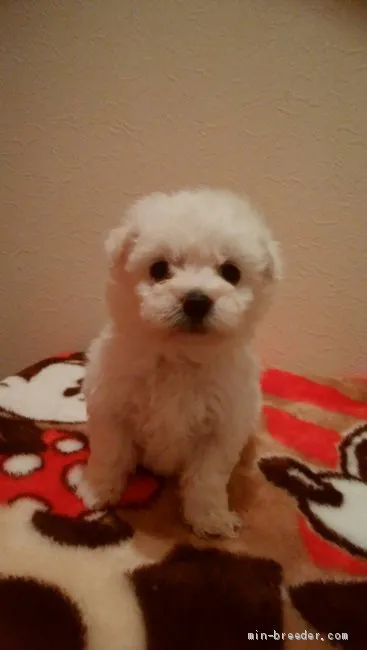 ID：1912-01555の子犬