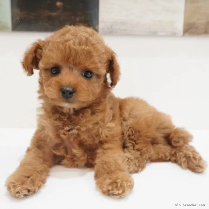 ID:2310-02175の子犬