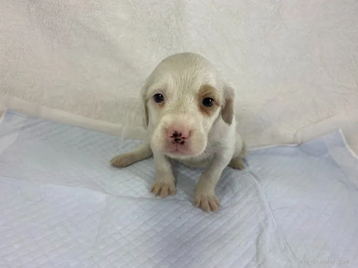 ID:2006-01168の子犬